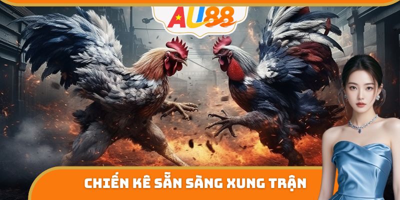 Chiến kê cựa sắt sẵn sàng xung trận