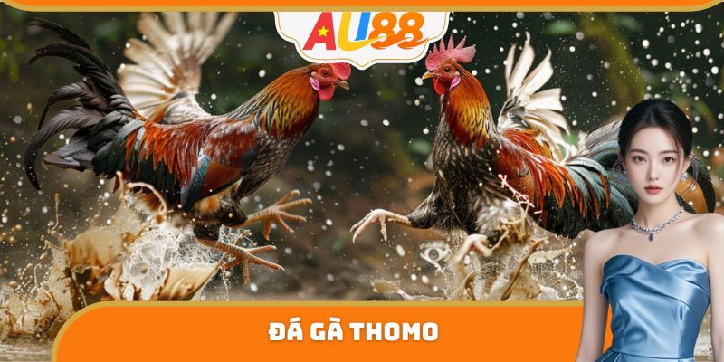 Đá Gà Thomo