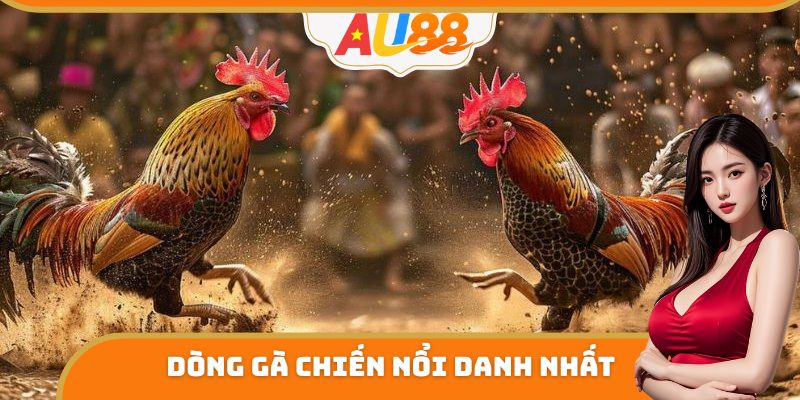 Dòng gà chiến nổi danh nhất