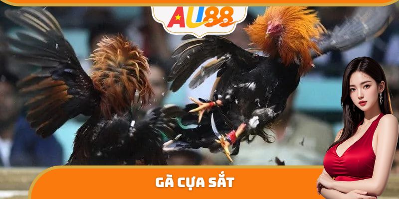 Gà Cựa Sắt