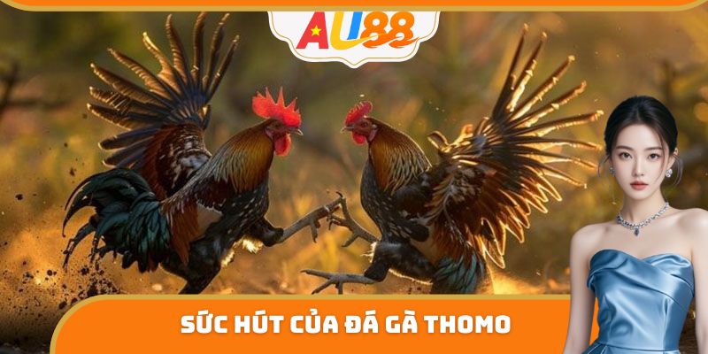 Sức hút Đá Gà Thomo